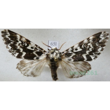 Panthea coenobita (Esper, 1785) male Światowidka samotnica Czech65l